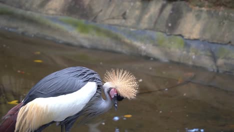 grey crowned crane, balearica regulorum spotted at riverside, fluffing up its feathers, relaxing in the afternoon at bird sanctuary, wildlife park