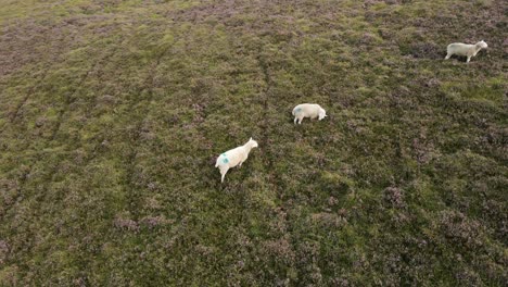 Sheep-Roaming-On-The-Lush-Grassland-In-The-Wicklow-Mountains,-Ireland---aerial-drone
