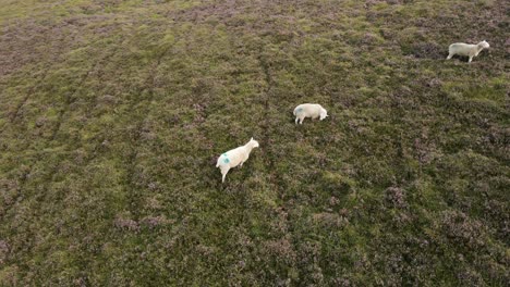 Ovejas-Vagando-Por-Las-Exuberantes-Praderas-De-Las-Montañas-De-Wicklow,-Irlanda---Drone-Aéreo