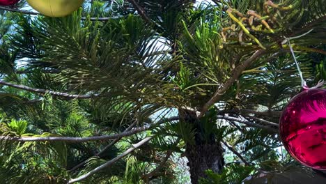 a vibrant red bauble hangs on a lush green pine branch, reflecting sunlight.