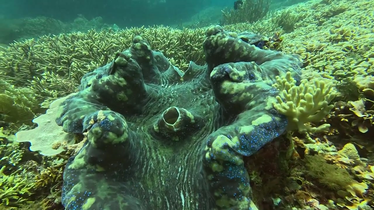 Tridacna gigante nel Parco Nazionale di Raja Ampat