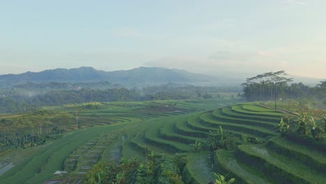 View-natural-stair-in-the-foggy-morning-countryside-green-of-Indonesia