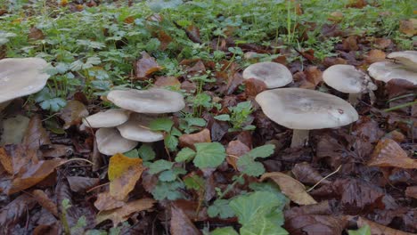 clitocybe nebularis mushrooms growing among fallen autumn leaves and verdant grass in dense mediterranean forest undergrowth, showcasing natural ecosystem biodiversity