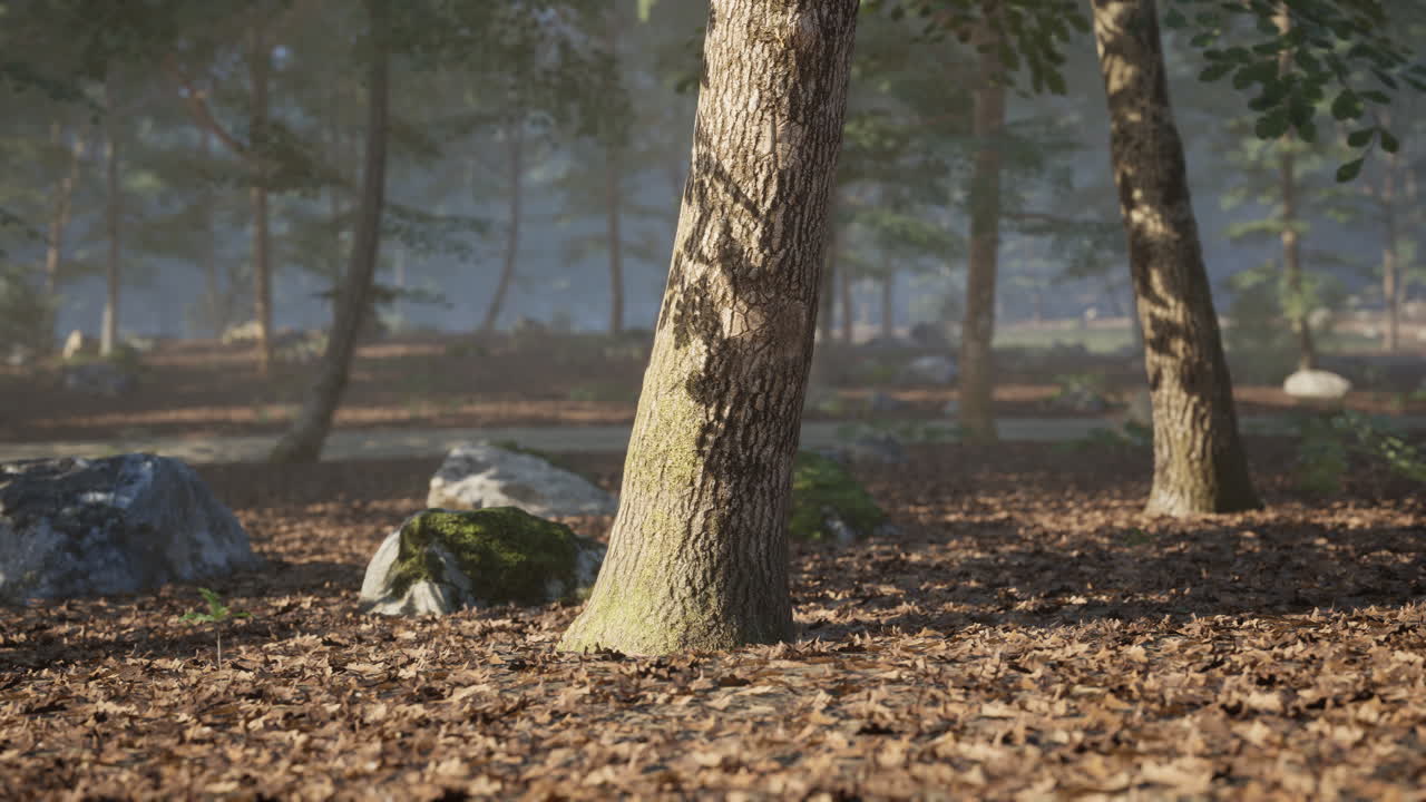 Sunlight filters through trees casting shadows on the forest floor in autumn