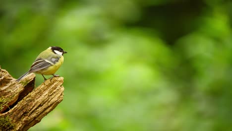 Great-Tit-in-Friesland-Netherlands-rear-angled-view-with-green-blurred-background