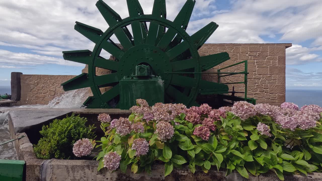 Pink Hydrangea blossoms blow in breeze beside small water wheel
