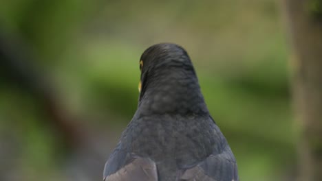 common blackbird, turdus merula, rests on a branch in a forest