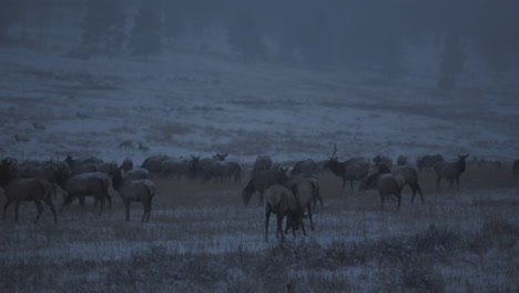 elk herd in a snowy landscape