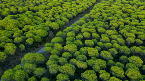 Fliegen-über-Dichte-Sonnenschirmkiefern-Im-Wald-Von-El-Rompido-In-Spanien