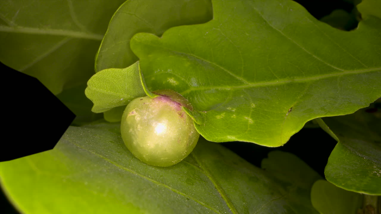 어린 참나무 잎의 담즙은 담즙 말벌의 존재를 배반합니다