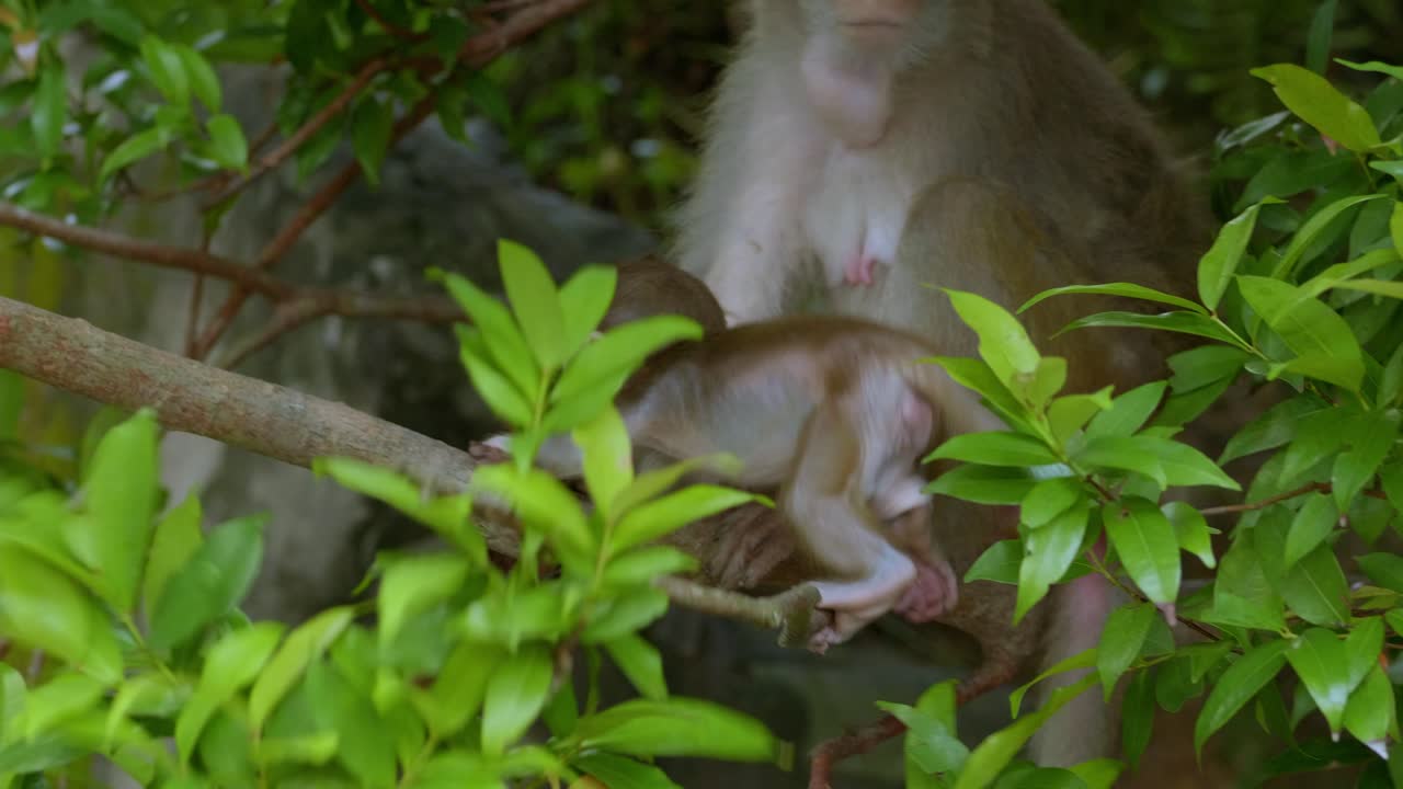 A close shot of two monkeys sitting on tree branch in the dark tropical forest. A mother monkey is seen taking care of her baby