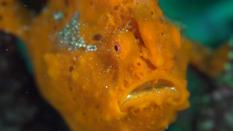 orange warty frogfish super close up of face, mouth, eye