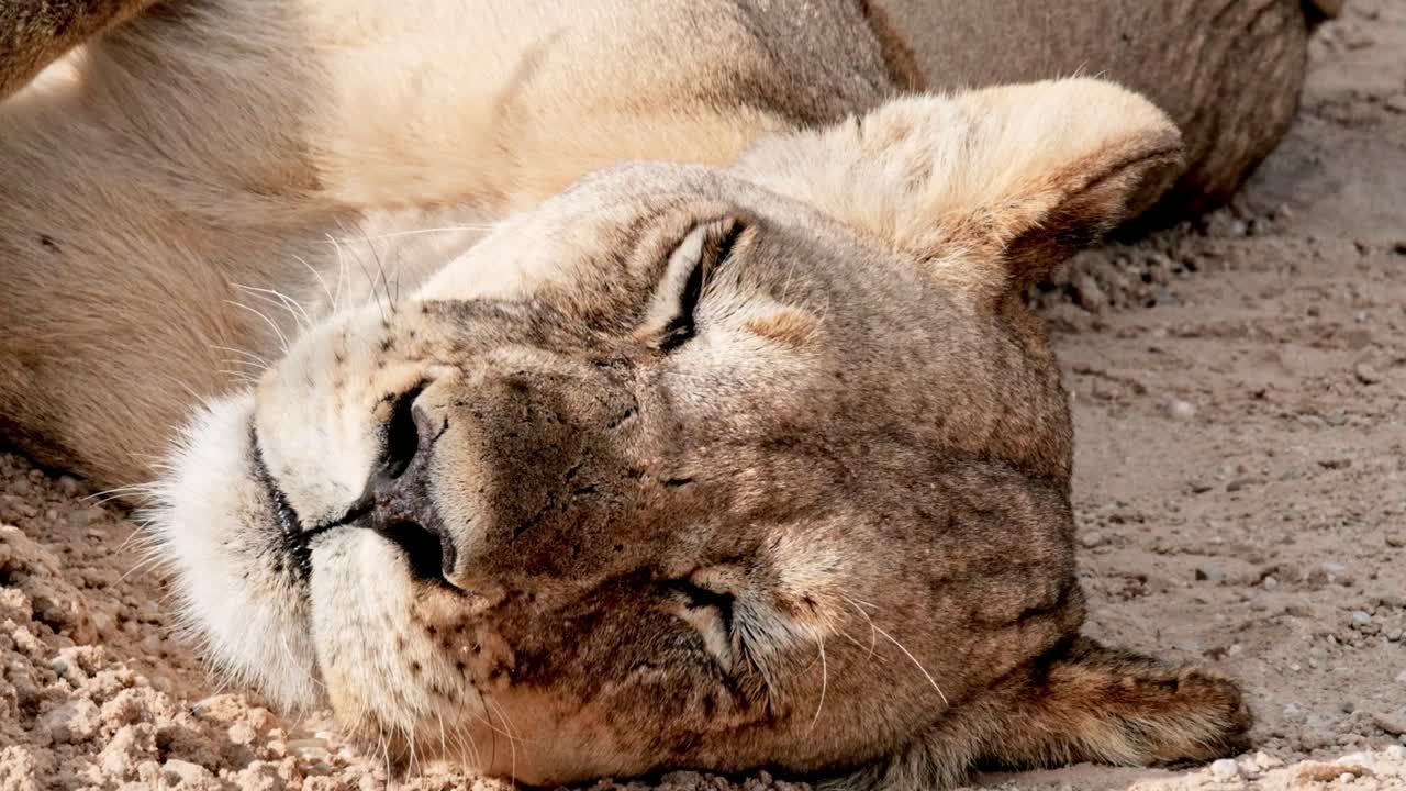 Close up of a lions face while sleeping and resting