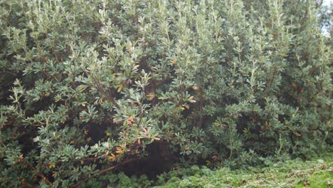 A-tree-of-polylepis-moves-through-the-wind-on-a-cold-day-in-the-highlands-of-South-America