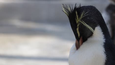 Felsenpinguin-Sitzt-Am-Pool