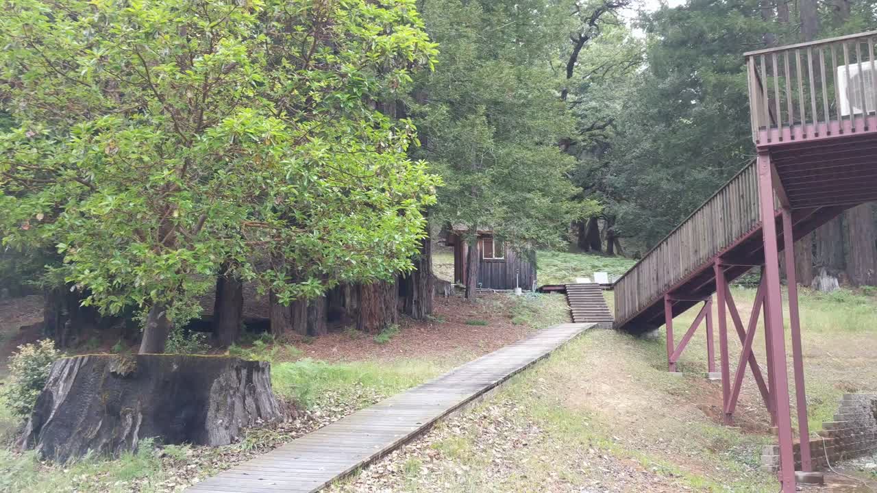 Redwood forest campground static camera in 4k