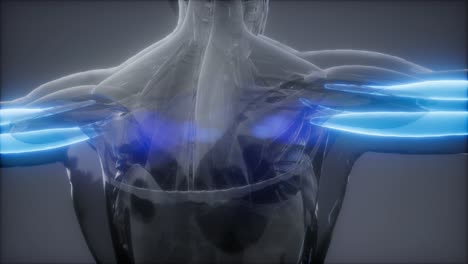 tríceps - mapa de la anatomía muscular visible