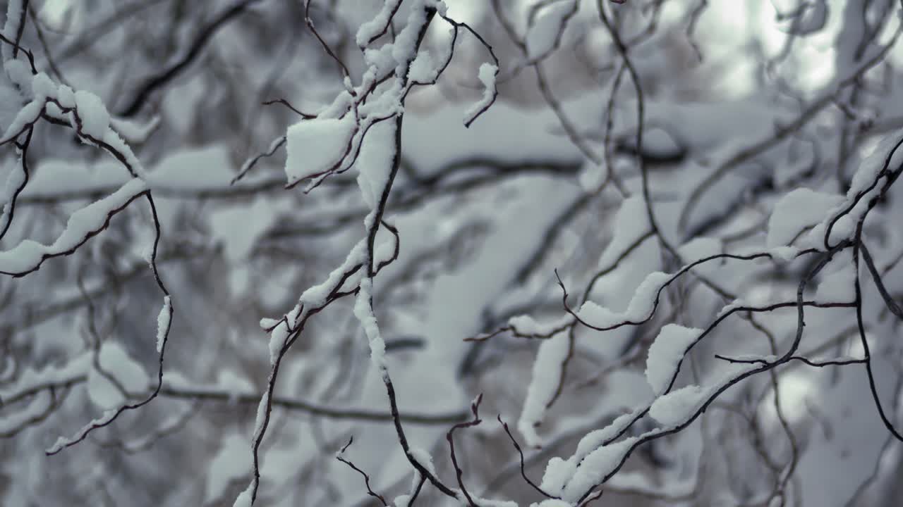Pan right shot of a tree sprigs covered with snow