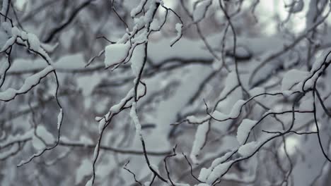 pan right shot of a tree sprigs covered with snow
