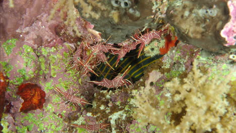 A-small-flock-of-Camel-shrimp