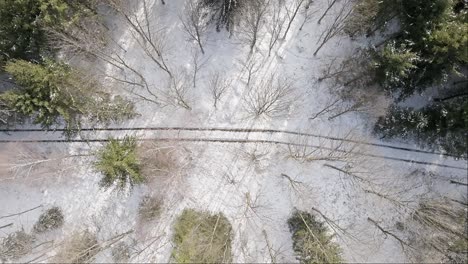 snow in the forest with a top-down drone view in a conifer forest, flew up slowly