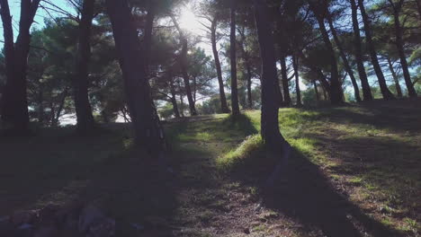 forest woodland landscape. trees in the woods