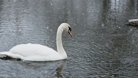 A-tranquil-river-with-birds,-kissed-by-the-falling-snow-in-slow-motion