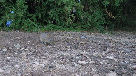 A-striped-field-mouse-foraging-and-feeding-on-it's-haunches-in-the-garden-CLOSE-UP