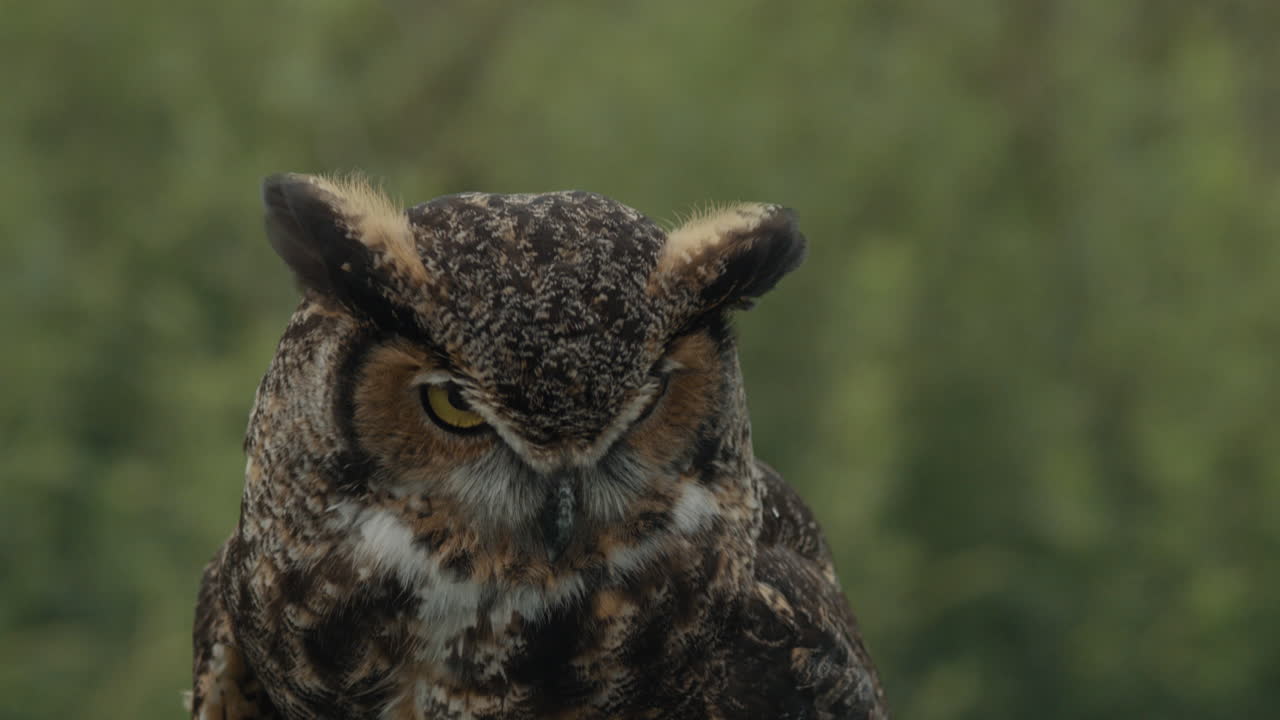 inclínate hacia abajo hasta el gran búho cornudo en el fondo del bosque