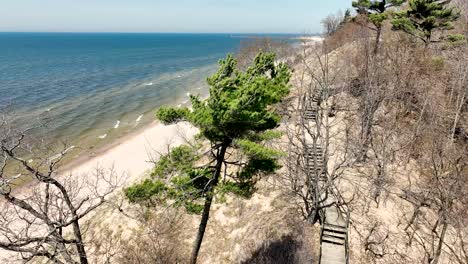 Winde-Wehen-Durch-Eine-Alte-Weymouth-Kiefer-An-Der-Küste