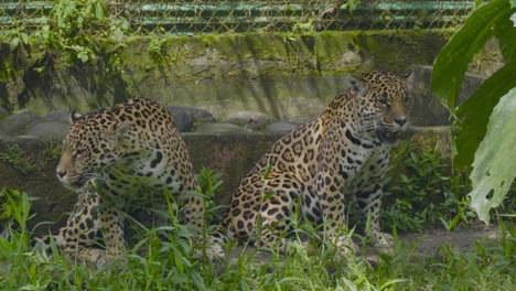 two rescued jaguars rest together in a wildlife sanctuary. one opens and closes its mouth while the other observes before slowly leaving the frame.