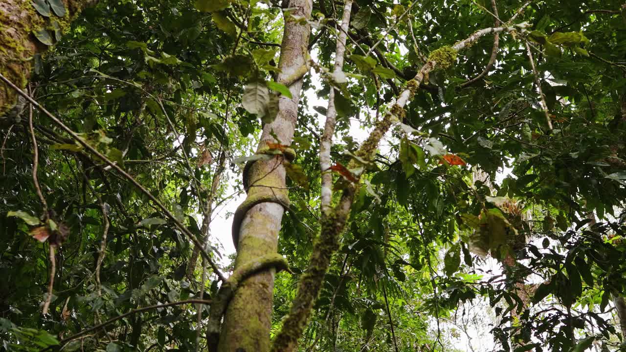 Dense rainforest canopy with epiphytes and vines, captured in natural light, showcasing the vibrant biodiversity of Port Douglas