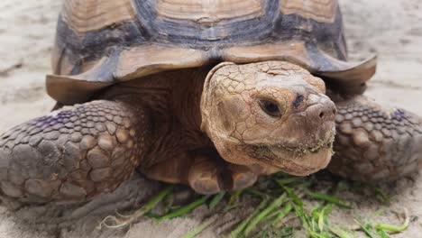 giant tortoise feeding