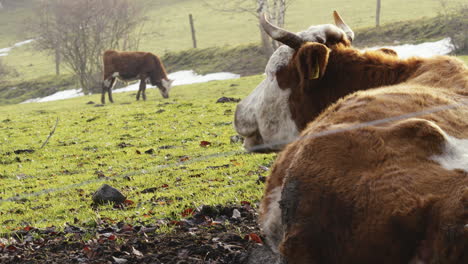 Bull-is-lying-on-the-meadow,-calmly-chewing-its-cud-and-observing-the-surroundings