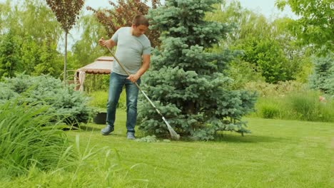 raking process. gardener raking branches of spruce after shearing a blue conifer tree and pine.