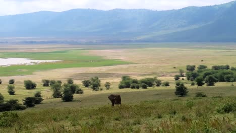 Enorme-Elefante-Macho-Pastando-En-La-Hierba-En-La-Caldera-Del-Cráter-Ngorongoro,-Exuberantes-Praderas-Y-Estanque-Después-De-La-Temporada-De-Lluvias