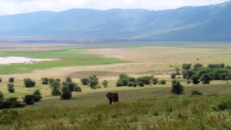 enorme elefante macho pastando en la hierba en la caldera del cráter ngorongoro, exuberantes praderas y estanque después de la temporada de lluvias