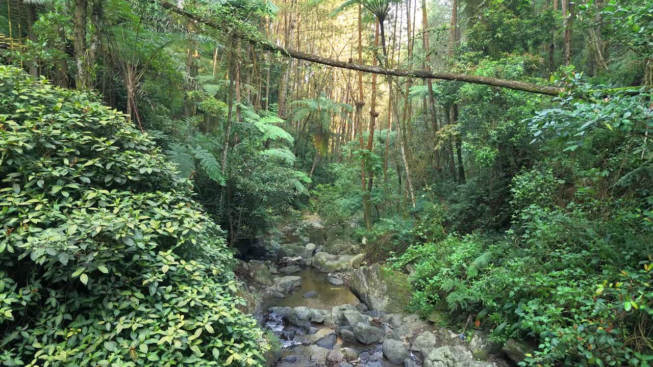Aerial view of a jungle river surrounded by vibrant foliage, tall trees, and a fallen log crossing the forest landscape