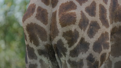 giraffe's back