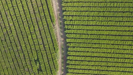 Image-of-a-green-tea-plantation-with-its-intricate-and-beautifully-patterned-rows,-exemplifying-the-artistry-in-tea-cultivation-and-agriculture