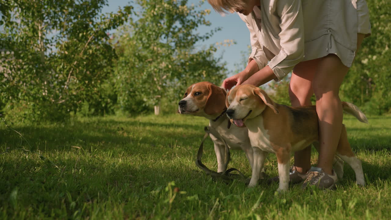 amante de mascotas sosteniendo a sus perros cerca de sus correas mientras tratan de moverse hacia adelante, el fondo presenta vegetación exuberante y árboles bajo la cálida luz del sol