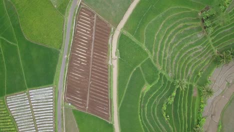 Overhead-drone-shot-of-rice-field-with-road-on-the-middle-and-high-voltage-electric-tower