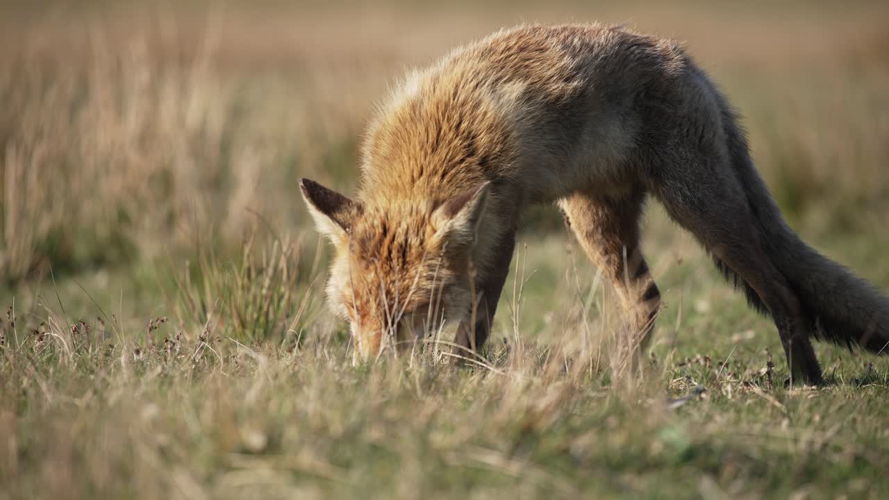 zorro rojo buscando en un prado