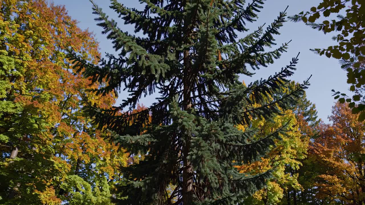 A video still of a towering evergreen tree surrounded by autumn foliage, captured from a low-angle
