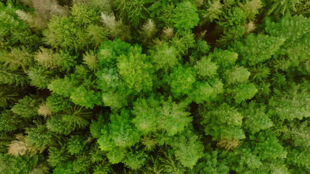 Vertical drone shot, moving faster upwards, of pine trees seen from above and from a low height which makes the perspective somewhat unusual