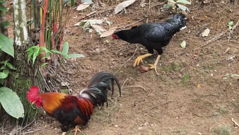 two roosters in a tropical environment