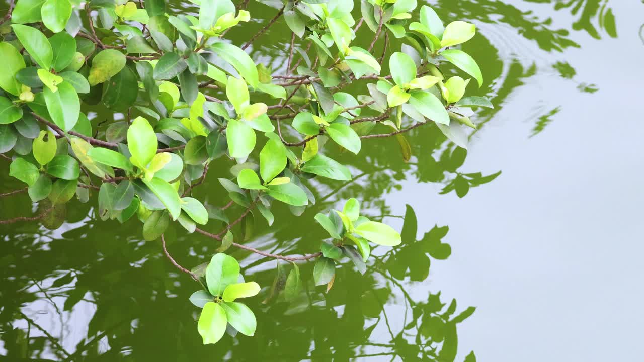 차분 한 물 표면 에 반사 되는 초록색 잎