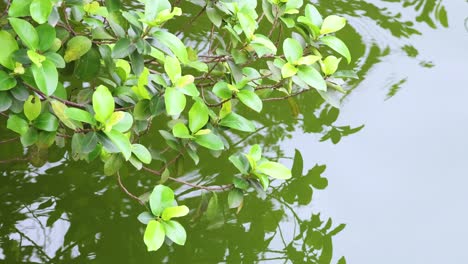 hojas verdes que se reflejan en la superficie del agua tranquila