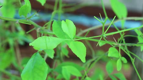 aegle marmelos or bael leaf at tree from different angle at day