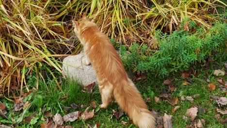 maine coon 長毛貓在花園裡度過時間